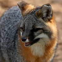 A photograph of a Gray Fox