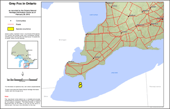 map of grey fox range