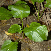 Plantain à feuilles cordées