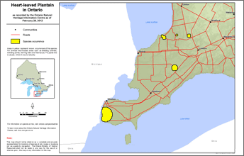 map of heart-leaved plantain range