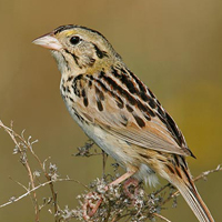 A photograph of a Henslow's Sparrow