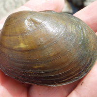 A photograph of a Hickorynut