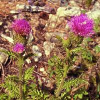 A photograph of a Hill's Thistle