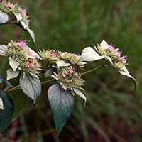 A photograph of a Hoary Mountain-mint