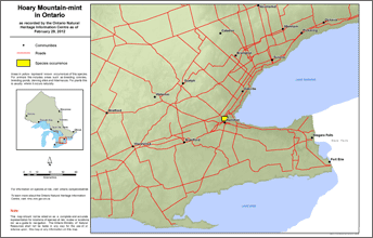 map of hoary mountain-mint range