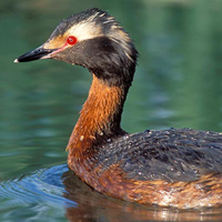 A photograph of a Horned Grebe