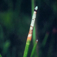 A photograph of a Horsetail Spike-rush