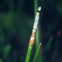  Horsetail spike-rush