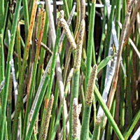  Horsetail spike-rush