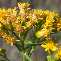A photograph of a Houghton's Goldenrod