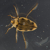A photograph of a Hungerford's Crawling Water Beetle