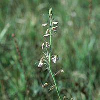 illinois tick-trefoil