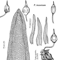 Ptychomitre à feuilles incurvées