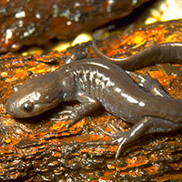 A photograph of a Jefferson Salamander