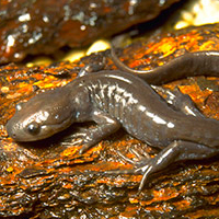 A photograph of Jefferson Salamander