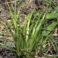 A photograph of a Juniper Sedge