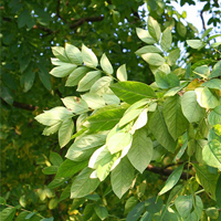 A photograph of a Kentucky Coffee-tree