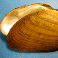 A photograph of a Kidneyshell