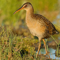 A photograph of a King Rail