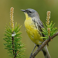 A photograph of a Kirtland's Warbler