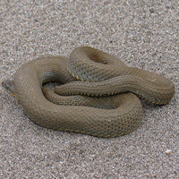 A photograph of a Lake Erie Watersnake