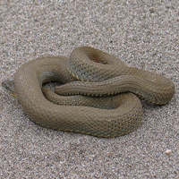 lake erie watersnake