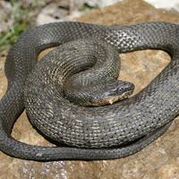 lake erie watersnake