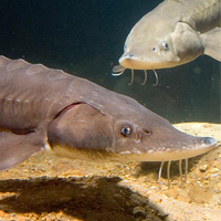 A photograph of a Lake Sturgeon (Great Lakes - Upper St. Lawrence populations)