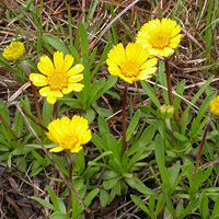 A photograph of a Lakeside Daisy