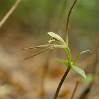 A photograph of a Large Whorled Pogonia