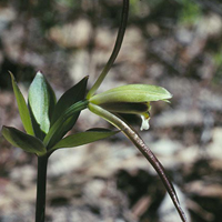 large whorled pogonia