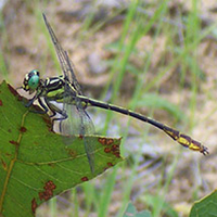 A photograph of a Laura's Clubtail