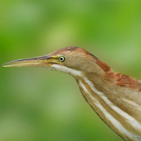 A photograph of a Least Bittern