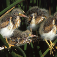 least bittern