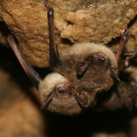A photograph of a Little Brown Myotis