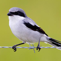 A photograph of a Loggerhead Shrike