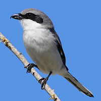 Pie Grièche Migratrice Ontarioca