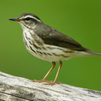 A photograph of a Louisiana Waterthrush