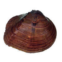 mapleleaf mussel