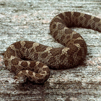 A photograph of a Massasauga (Carolinian population)