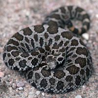 massasauga rattlesnake