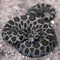 Massasauga