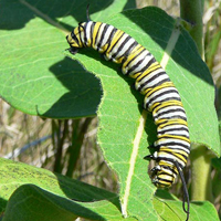 A photograph of a Monarch