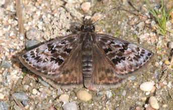 Mottled duskywing