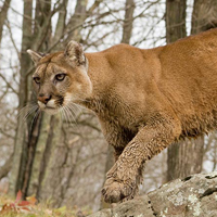 A photograph of a Mountain Lion (Cougar)