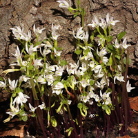 A photograph of a Nodding Pogonia