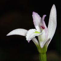 nodding pogonia 