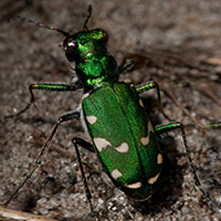 northern barrens tiger beetle