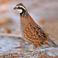 A photograph of a Northern Bobwhite