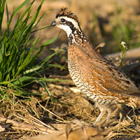 northern bobwhite